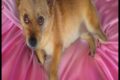 La mia piccola Ines” di Graziella Di Santo: un libro commovente sul legame indissolubile tra uomo e cane